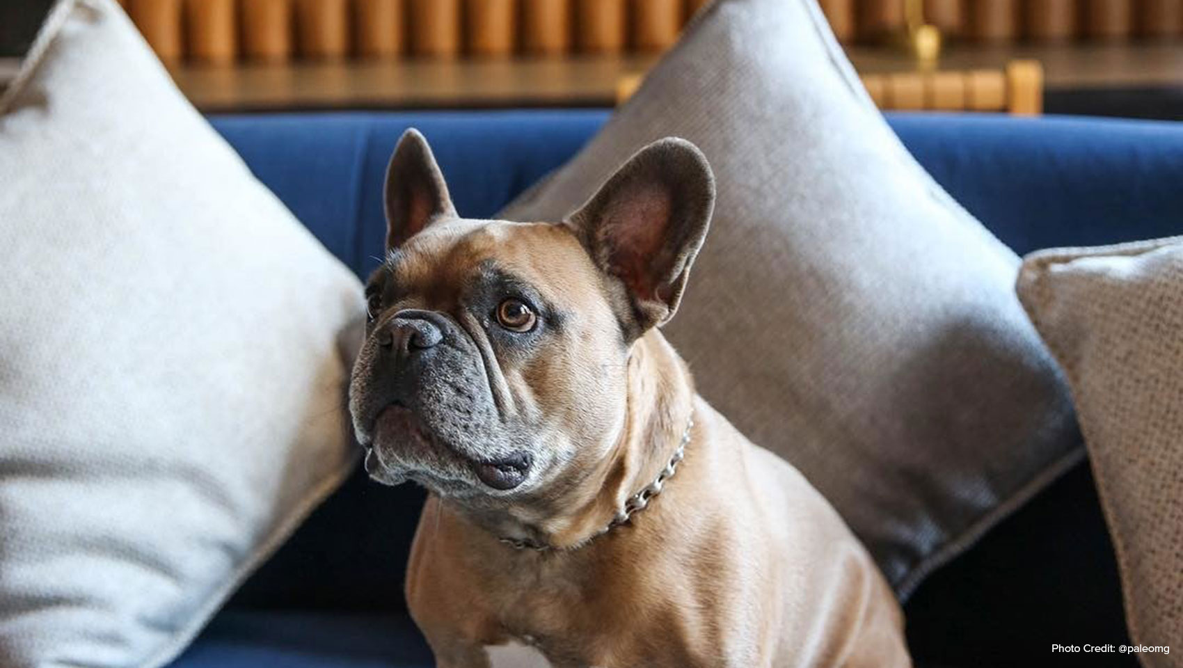 French Bulldog on Couch