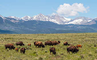 bison in field