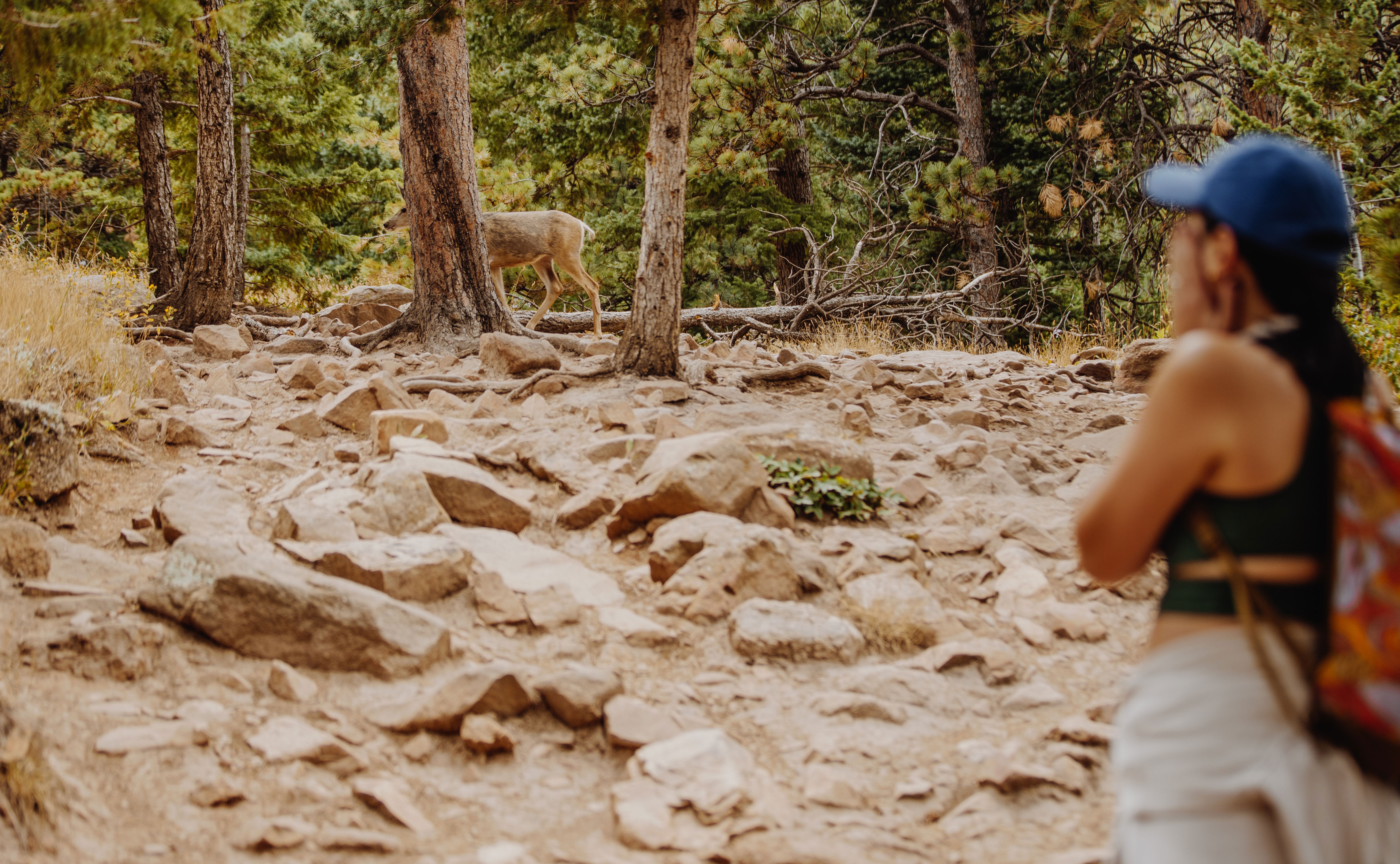 Deer Spotting on Hike